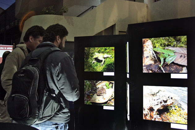Expo Anfibios | UNAB