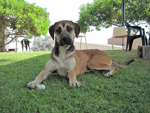 Mario González (cc)