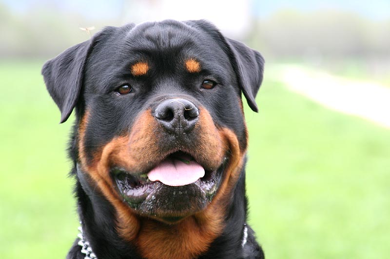 Rottweiler | Wikipedia