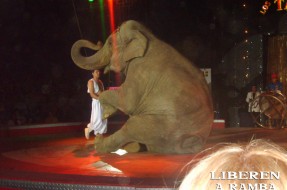 Liberen a Ramba en Piccasa