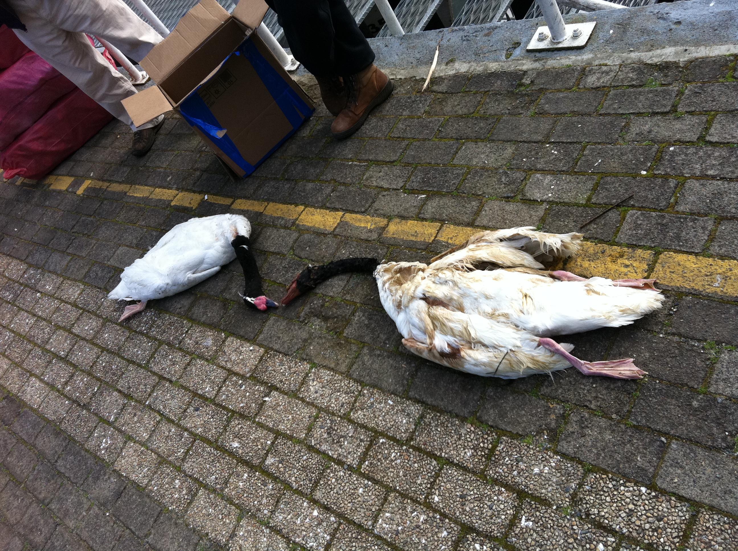 Cisnes muertos | Daniel Boroschek