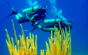 Buceo | Wikimedia Commons