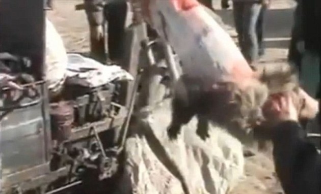Trabajadores chinos desollan un mapache mientras sigue vivo
