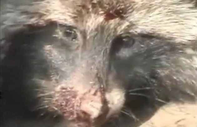 Un mapache ensangrentado y aturdido se ve sobre una pila de cadáveres