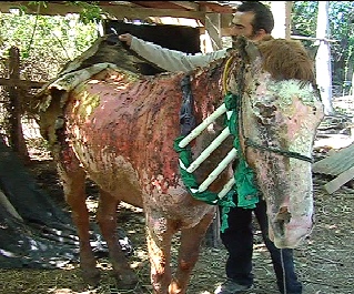 Horacio Gargiullo