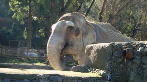 Frida | Prensanimalista