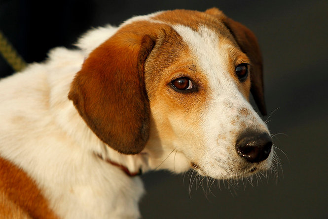 por Elventur Rescue (cc)