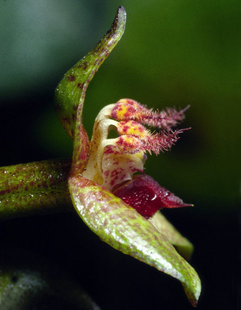 Bulbophyllum nocturnu
