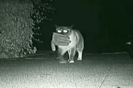 El gato cleptómano en acción