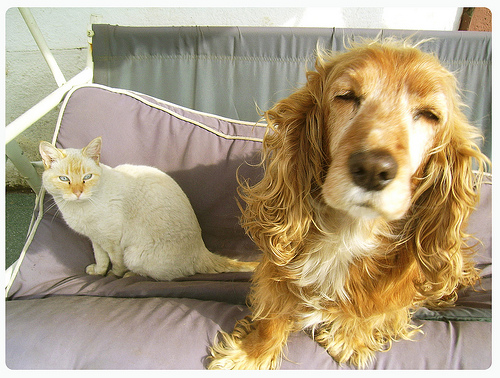 Antífama | Flickr (cc)