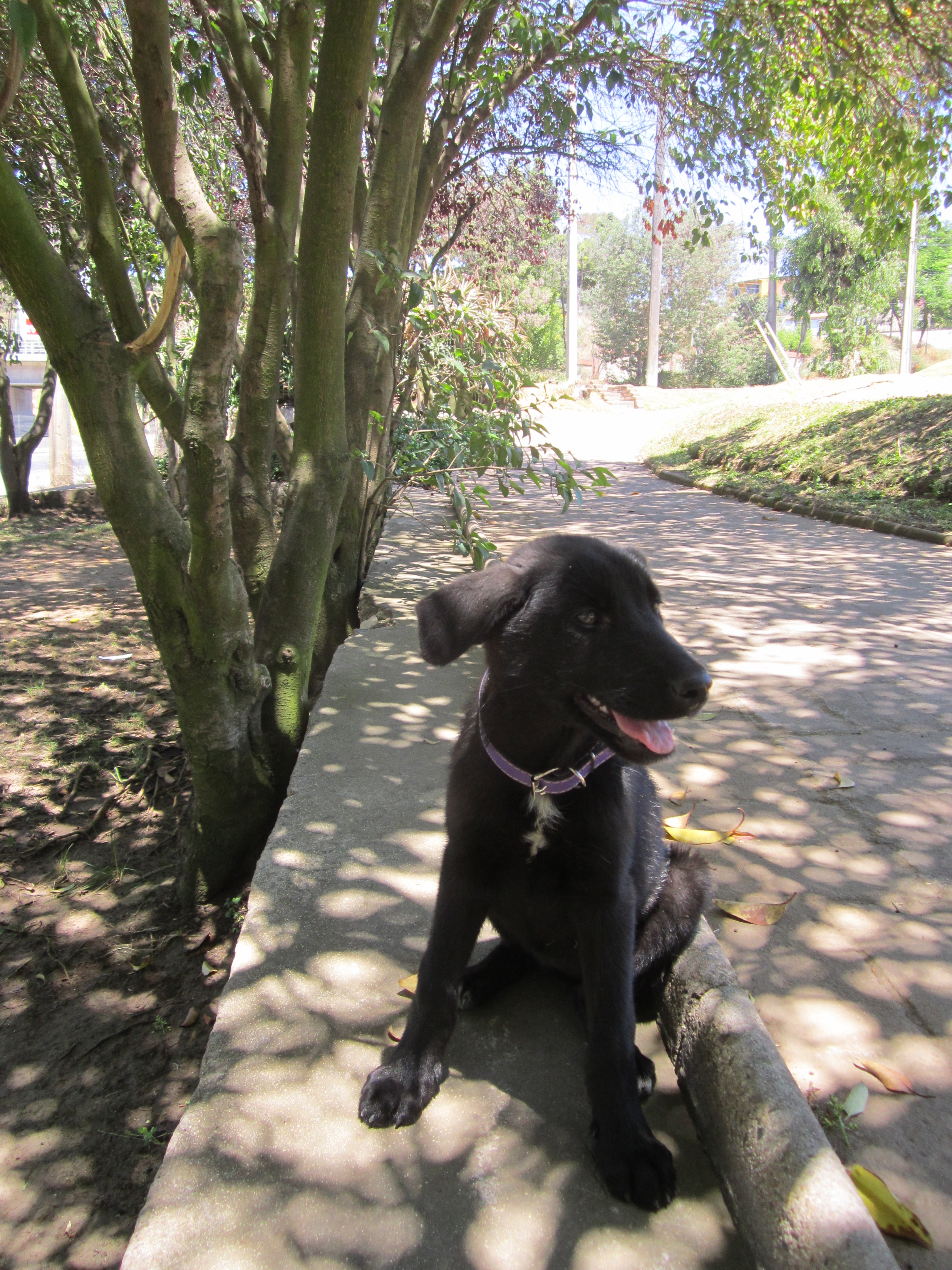 Cachorra