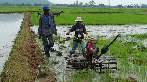 IRRI Images (CC) en Flickr