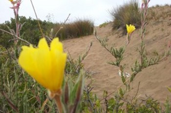 Francisco Ovalle (RBB)