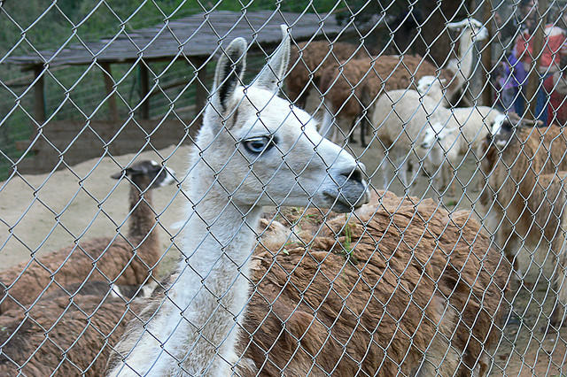Llamas|acornejom Flickr