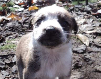 Archivo | BioBioChile