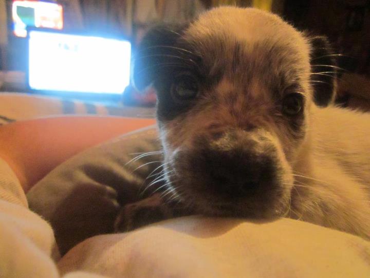 Buscan hogar para perrita | Eduardo Unda