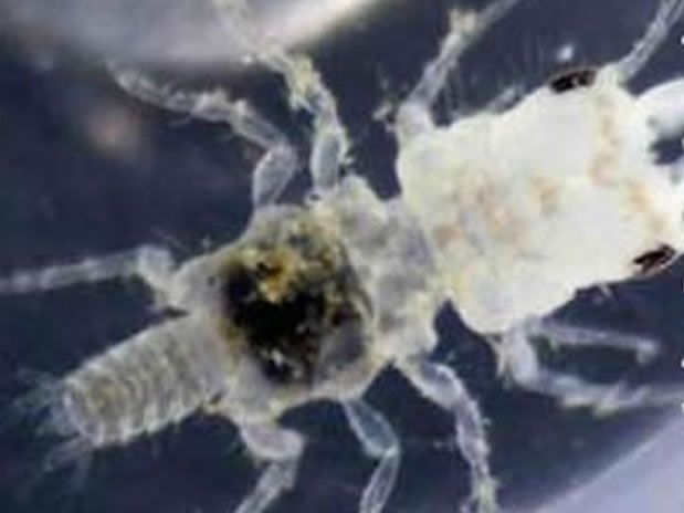 El parásito | Por John Artim