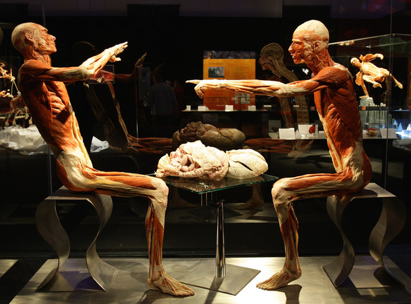 Bodies The Exhibition