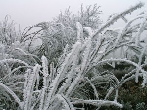 Pablo y Darío Vidallet (CC)