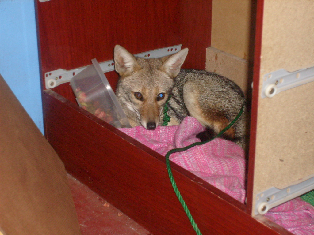 Zorro chilla rescatado | SAG