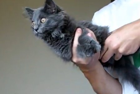 El gato en cuestión | YouTube
