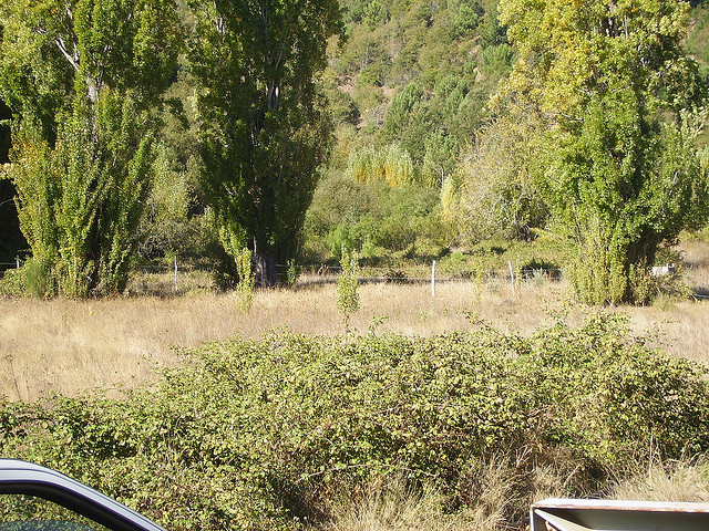 Archivo | Carol Crisosto Cadiz (CC)