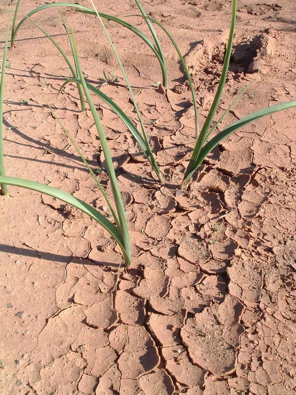 Sharlene Jackson (SXC)