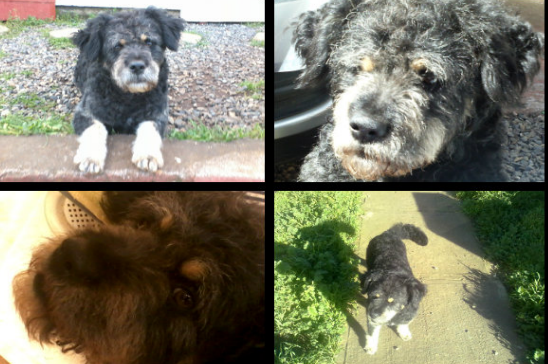 Perro perdido | Adriana Retamal