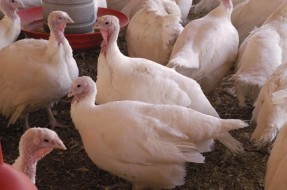 De contexto | apa.cl