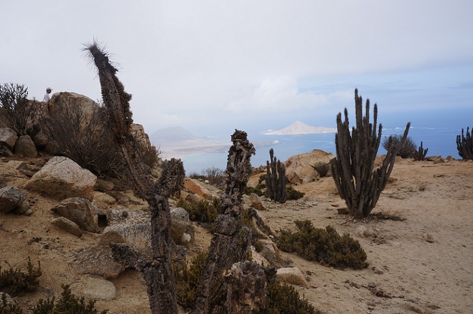 Mario Castillo (RBB)