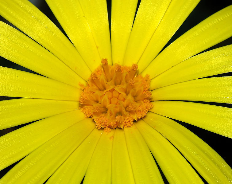 Flor | Alvesgaspar (CC)