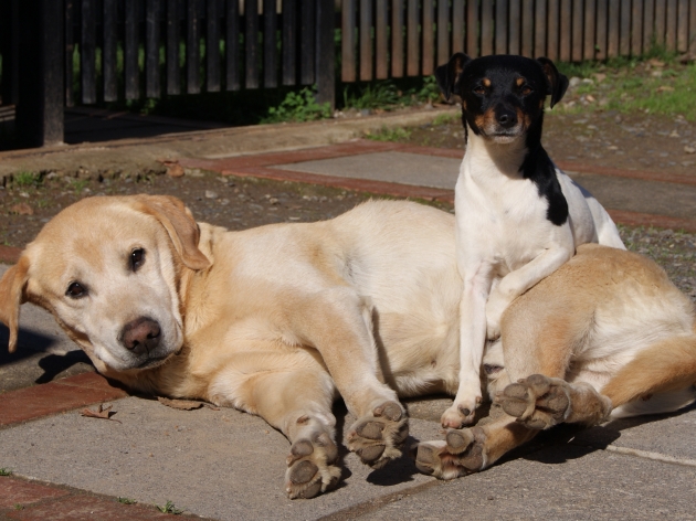 Rodrigo Sepúlveda (CC)