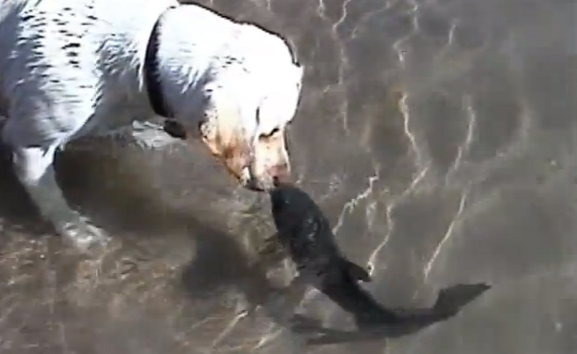 CORONA7588 en YouTube