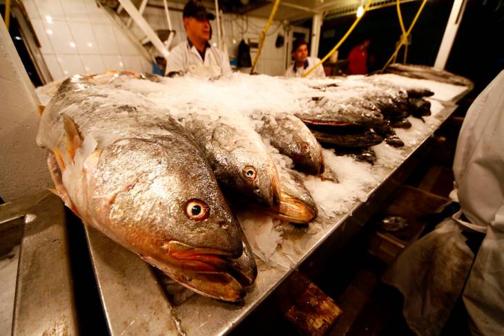 Francisco Castillo | Agencia Uno