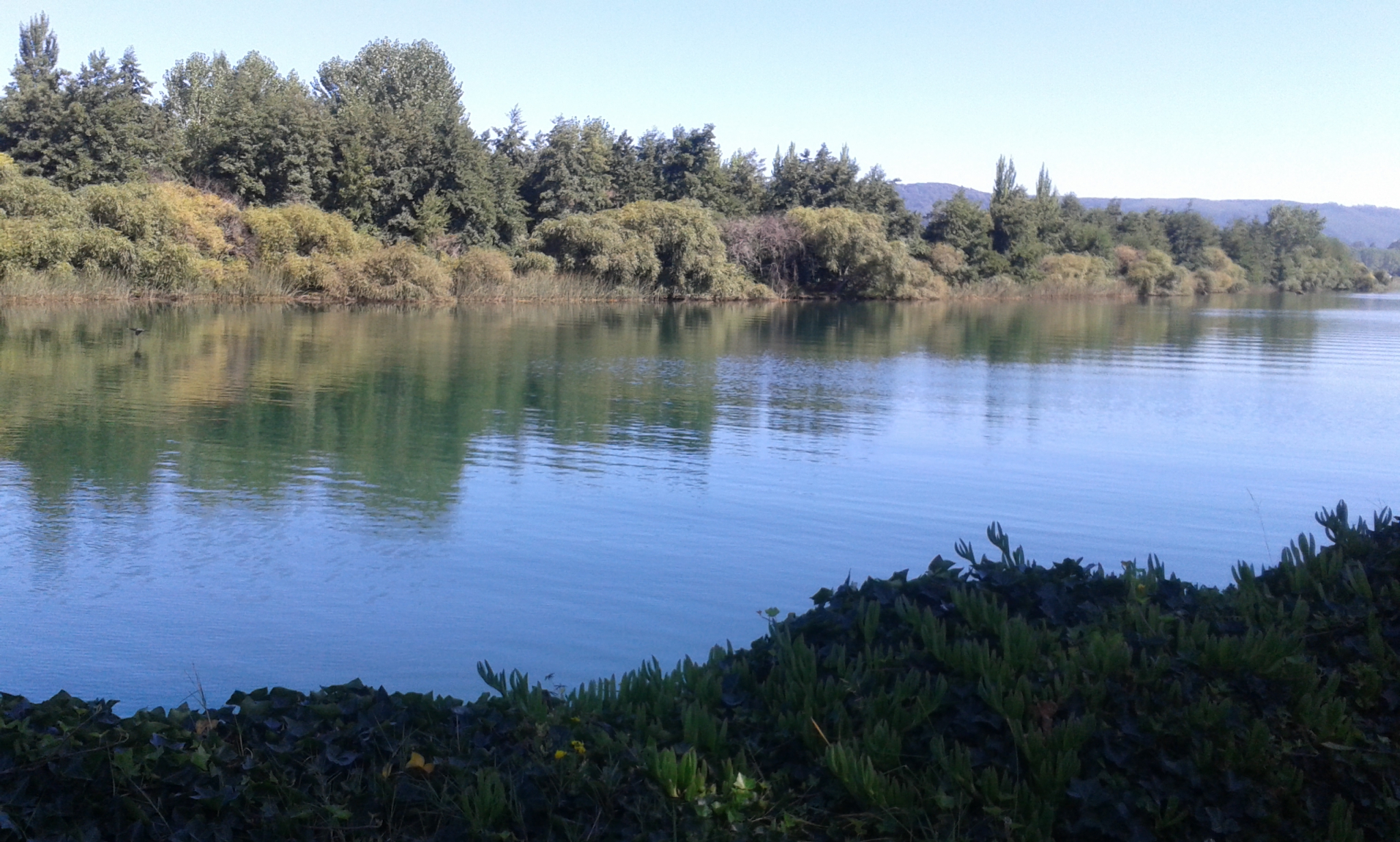 Río Cruces | Cristian Cerna (RBB)