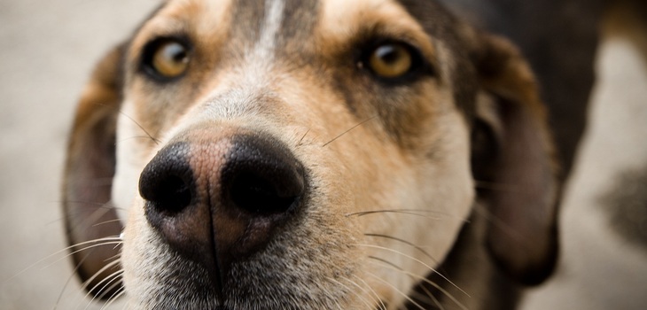 Stefano Mortellaro (cc) | Flickr