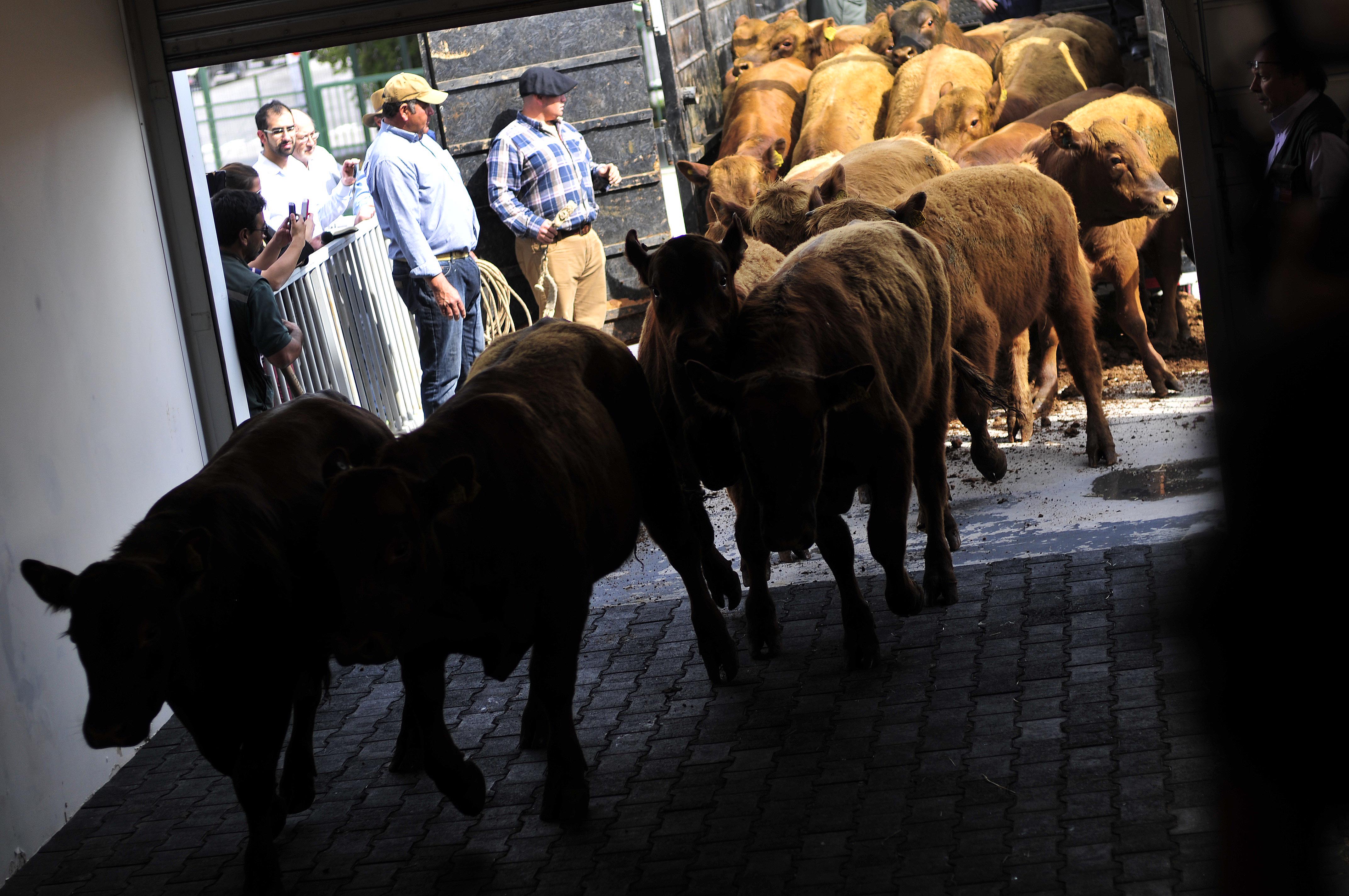 Sebastian Beltran Gaete | Agencia UNO