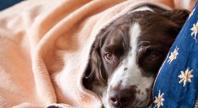 Perros con chalecos: ¿es realmente recomendable abrigar a tu mascota en  invierno? | Sociedad | BioBioChile