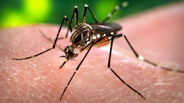 Aedes aegypti, mosquito vector del virus Zika | Wikimedia