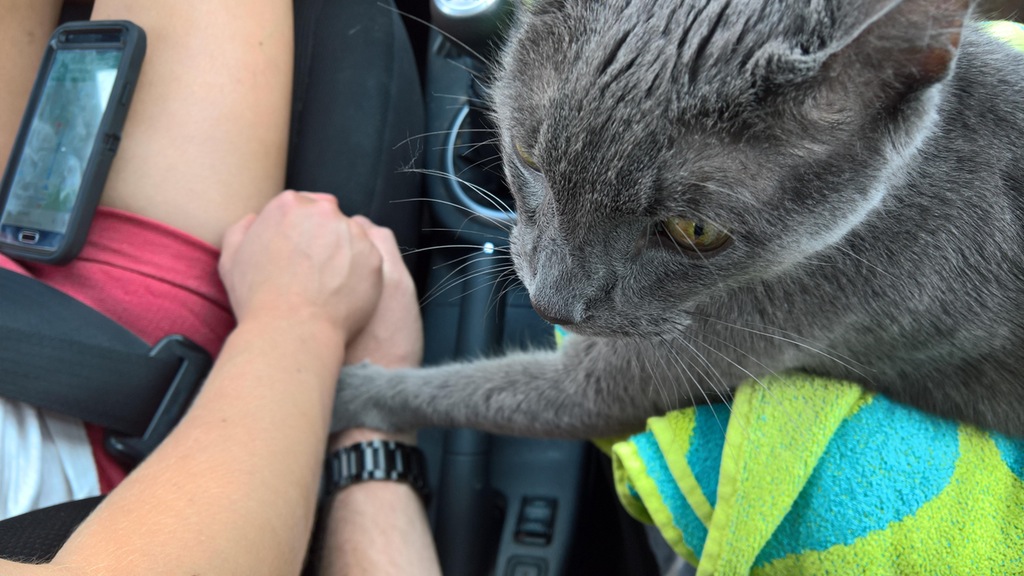 Gato enfermo sostiene manos de sus padres en su último viaje en auto