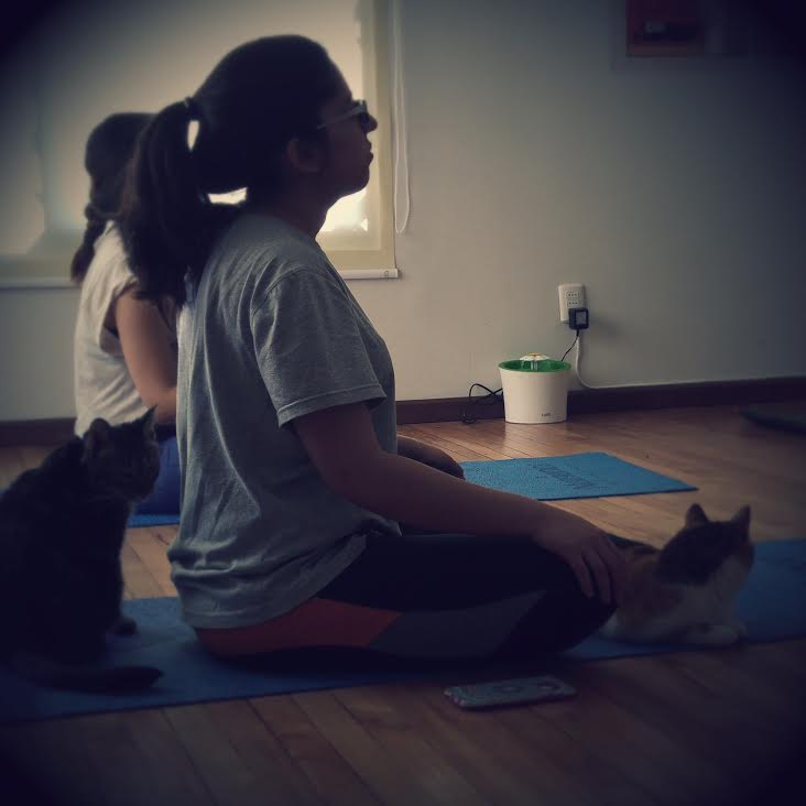 Sesión de yoga con gatos
