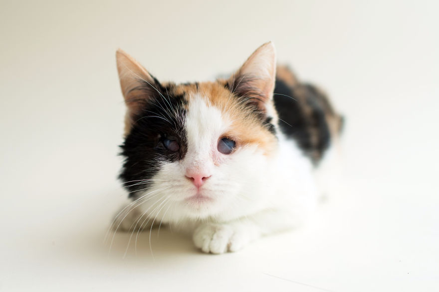 La belleza de los gatitos tuertos y ciegos es captada en tiernas fotografías