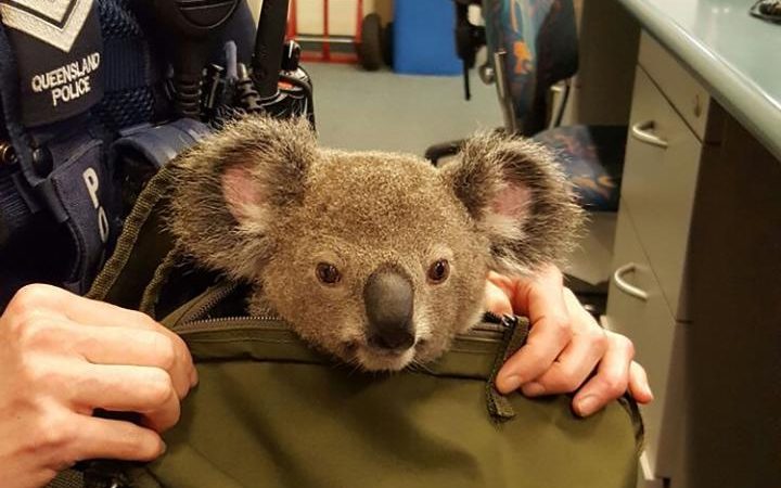 Policía australiana arresta a mujer y hace insólito hallazgo en su cartera: llevaba koala