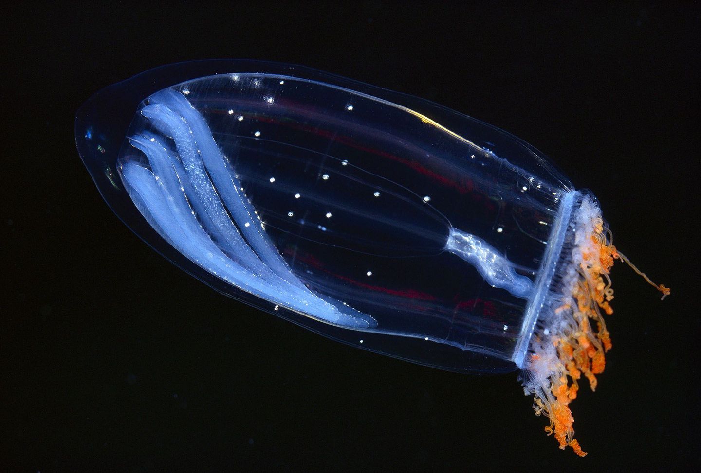 http-%2f%2fmashable-com%2fwp-content%2fgallery%2fbioluminescent-sea-creatures%2f42-33413331
