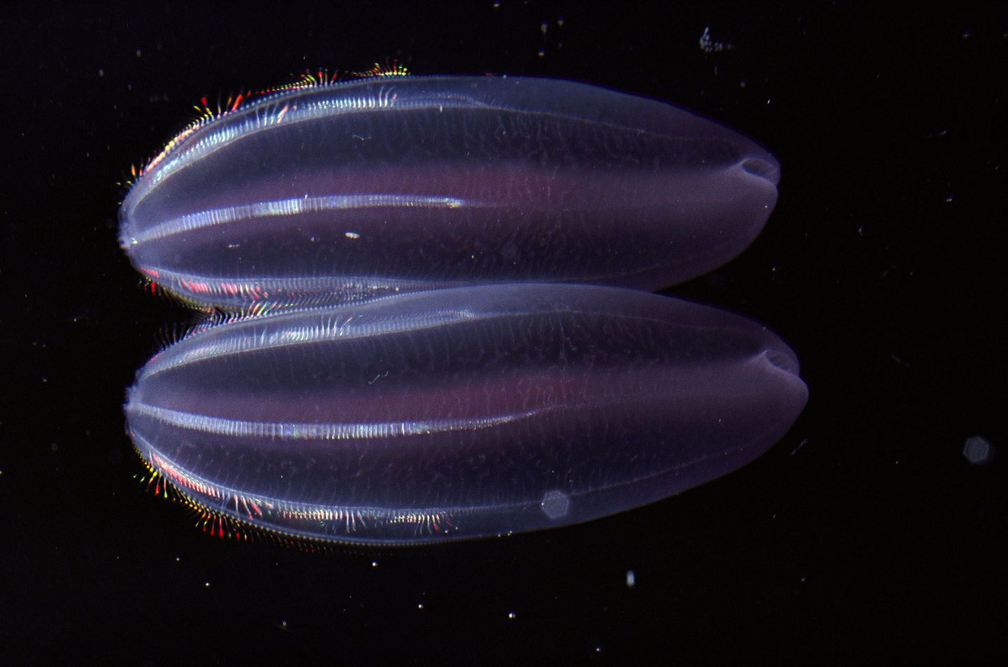http-%2f%2fmashable-com%2fwp-content%2fgallery%2fbioluminescent-sea-creatures%2f42-33433768