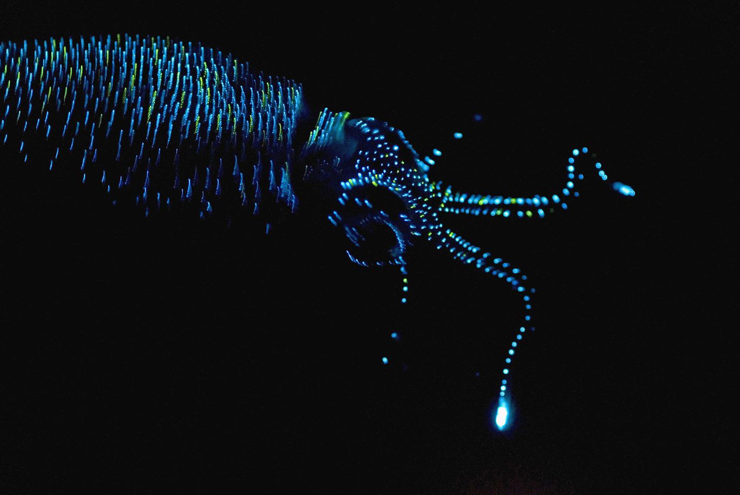 http-%2f%2fmashable-com%2fwp-content%2fgallery%2fbioluminescent-sea-creatures%2f42-36660459