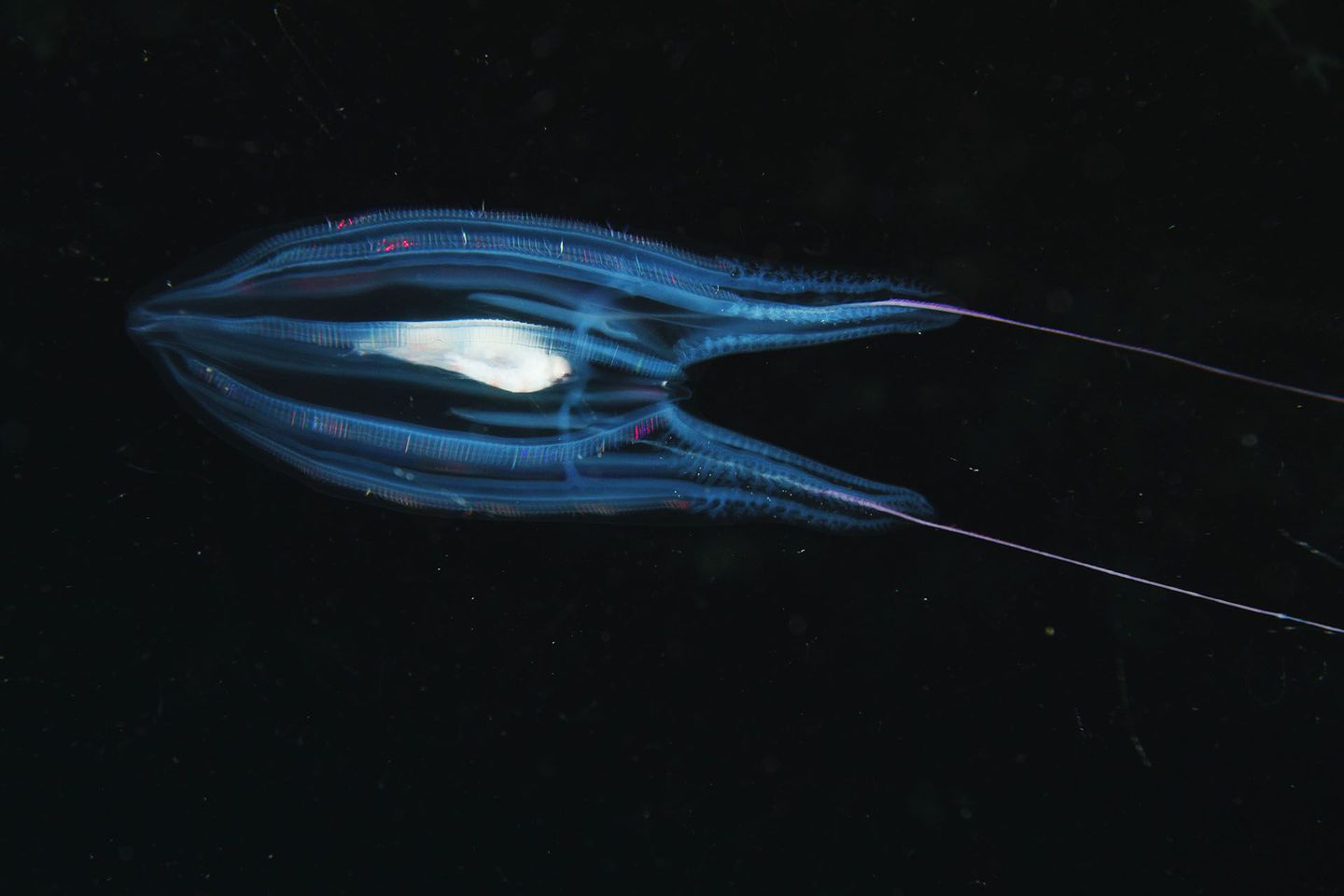 http-%2f%2fmashable-com%2fwp-content%2fgallery%2fbioluminescent-sea-creatures%2f42-44657438