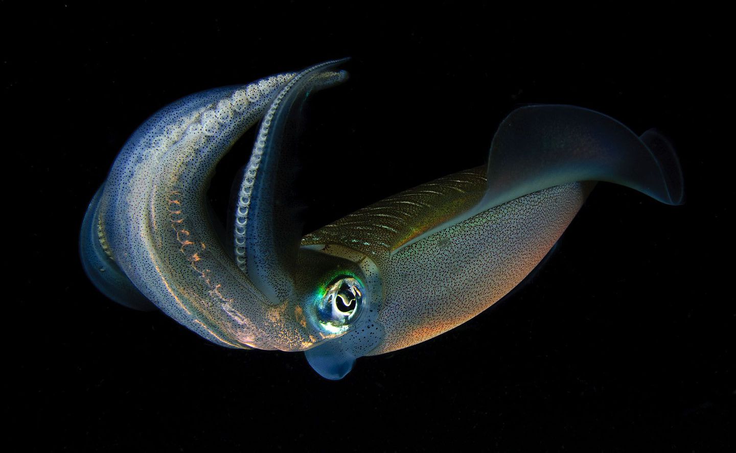 http-%2f%2fmashable-com%2fwp-content%2fgallery%2fbioluminescent-sea-creatures%2f42-50689456