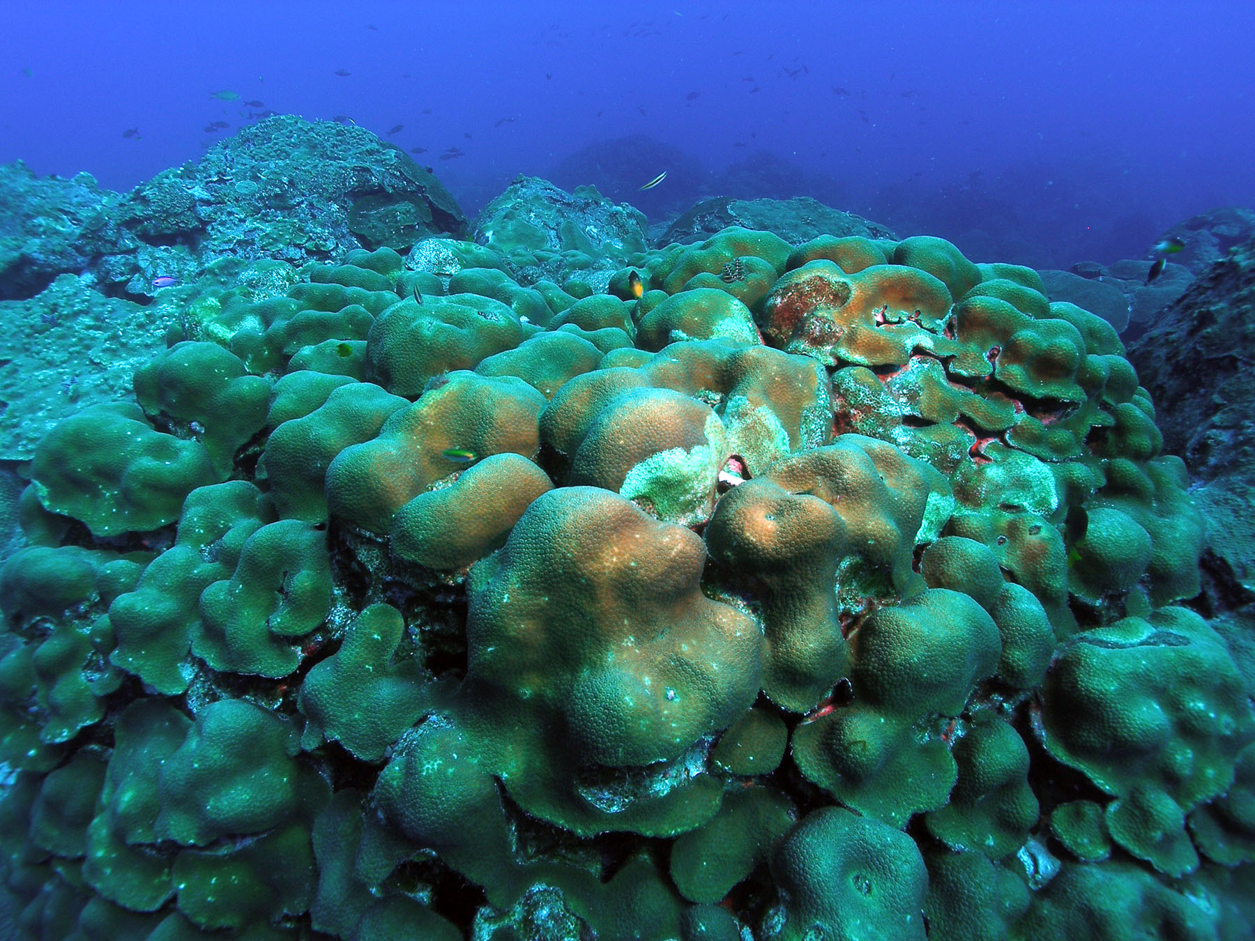 Coral Orbicella | NOAA