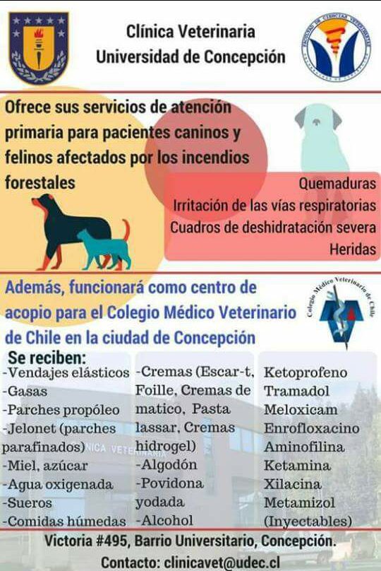 Veterinarias ofrecen atención gratis a animales afectados por incendios en Gran Concepción